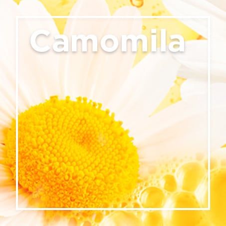 Camomila